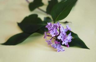 une branche de lilas avec des fleurs violettes et des feuilles vertes photo