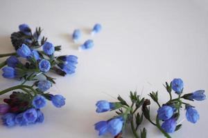 branches de fleurs bleues sur fond blanc photo