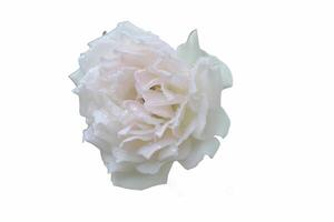 proche en haut de une blanc Rose dans floraison, contre une blanc Contexte photo