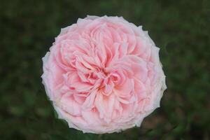 proche en haut de magnifique rose des roses épanouissement photo