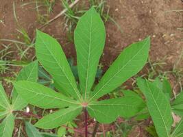 proche en haut de manioc des arbres cette sont encore vert dans le jardin derrière le loger, adapté pour Contexte fond d'écran photo