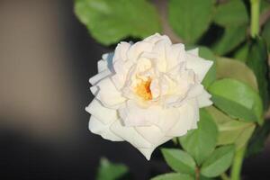 proche en haut de magnifique blanc des roses épanouissement photo