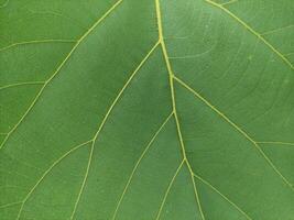 proche en haut texture de Frais teck arbre feuilles, adapté pour fond d'écran photo