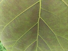 proche en haut texture de Frais teck arbre feuilles, adapté pour fond d'écran photo