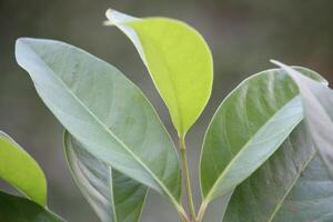 baie feuilles ou indonésien feuille de laurier ou indonésien laurier ou syzygium polyanthum feuilles sont adapté pour nourriture assaisonnement et à base de plantes médicament photo