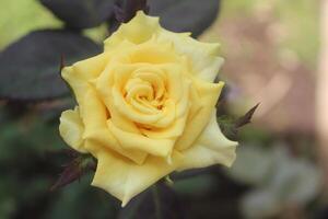 une Jaune Rose dans Floraison avec une flou Contexte photo