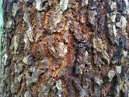 le motif d'écorce est une texture transparente de l'arbre. pour le travail du bois de fond, écorce de bois dur brun, bois dur à écorce épaisse, bois de maison résidentielle. nature, tronc, arbre, écorce, feuillus, tronc, arbre, tronc photo