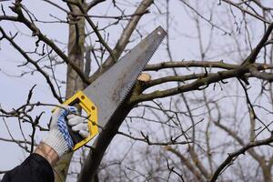 Coupe une arbre branche avec une main jardin scie. photo