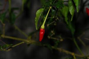 une rouge le Chili poivre croissance sur une plante photo