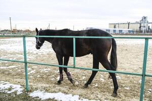 le cheval marchait autour le stade photo