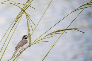 oiseau sporophile caérulescens, aussi appelé corbatite commune, une commun oiseau sur le banques de argentin rivières et ruisseaux. photo