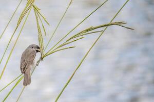 oiseau sporophile caérulescens, aussi appelé corbatite commune, une commun oiseau sur le banques de argentin rivières et ruisseaux. photo