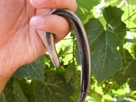 sans jambes lézard broche dans Humain main. angoisse fragile. photo