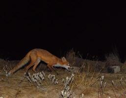 rouge Renard, une semblable à un chien animal. le Renard est à la recherche pour nourriture à nuit photo