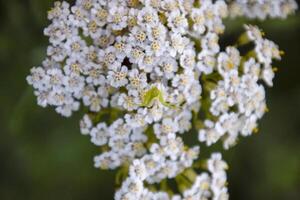 une vert araignée sur fleurs. le chasseur déguisements lui-même. photo