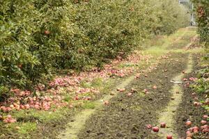 Pomme verger. Lignes de des arbres et le fruit de le sol en dessous de t photo