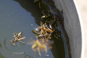 guêpes polistes boisson l'eau. guêpes boisson l'eau de le poêle, nager sur le surface de le eau, faire ne pas couler. photo