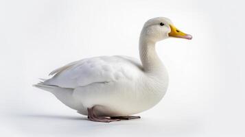 ai généré animal droits concept blanc canard avec une Jaune le bec blanc Contexte. photo