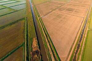 le riz des champs sont inondé avec l'eau. inondé riz rizières. agronomique méthodes de croissance riz dans le des champs. photo