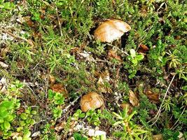 comestible champignons dans le forêt litière. champignons dans le forêt-t photo