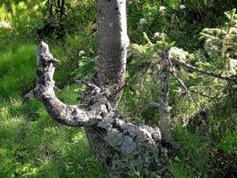 penjok de une conifère arbre. cassé épicéa. photo