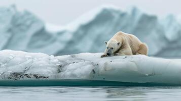 ai généré global chauffage une polaire ours repos sur une flottant la glace pièce dans le Arctique. photo