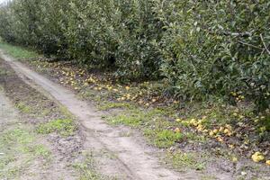 Pomme verger. Lignes de des arbres et le fruit de le sol en dessous de t photo