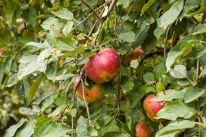 Pomme verger. Lignes de des arbres et le fruit de le sol en dessous de t photo