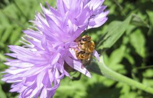 le les abeilles polliniser fleurs photo