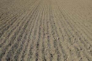 labouré champ, Lignes de soja semis. sol sur le champ photo