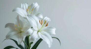 ai généré blanc fleurs de lys sont sur blanc contre une blanc Contexte photo