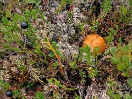 comestible champignons dans le forêt litière. champignons dans le forêt-t photo