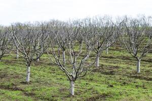 des arbres dans le jardin dans le printemps. nu fruit des arbres photo