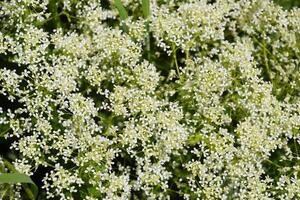 lépidium drave blanc fleurs photo