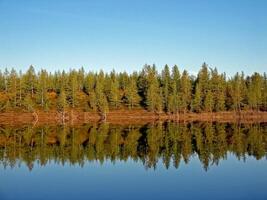 rivière paysage. nord renne dans été forêt. le ciel, gr photo