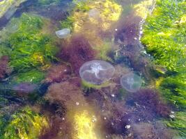 méduses dans algue à le côte de le noir mer dans Port de le ville de Novorossiisk. photo