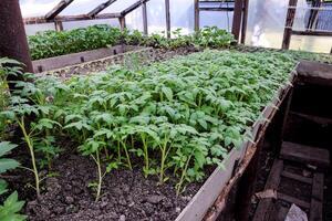 semis de tomate. croissance tomates dans le serre. semis photo