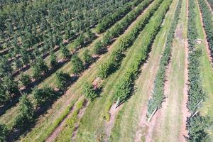 Lignes de des arbres dans le jardin. l'aérophotographie, Haut voir. photo