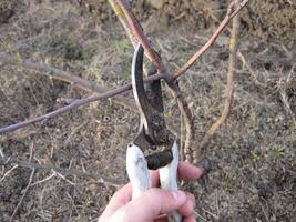 taille cisailles des arbres photo