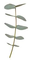 eucalyptus branche avec vert feuilles sur isolé Contexte photo