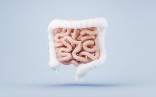 intestinal tract avec digestif santé concept, 3d le rendu. photo
