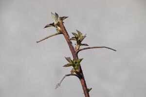 Jeune pousse de framboises. printemps dans le jardin. épanouissement bourgeons de framboises photo