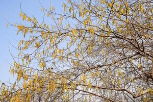 floraison noisette Noisette. noisette chatons sur branches. photo