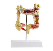 intestin modèle isolé sur blanc Contexte avec coupure chemin. , médecin en portant anatomie modèle pour étude diagnostic et traitement dans hôpital. photo