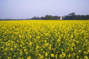 magnifique floral paysage vue de colza dans une champ avec bleu ciel dans le campagne de bangladesh photo