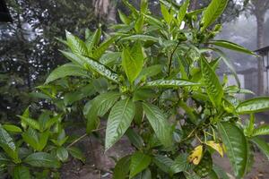 fermer vue de à base de plantes feuilles Justicia adhatoda, communément connu dans Anglais comme Malabar noix, adulsa, adhatoda, vasa, Vasaka, est une médicinal plante originaire de à Asie photo
