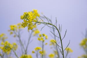 fermer concentrer une magnifique épanouissement Jaune colza fleur avec bleu ciel floue Contexte photo