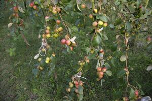fruit arbre avec vert rouge jujube des fruits ou Pomme koul boroi dans le jardin photo