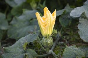 vert biologique légume sucré citrouille petit Jaune fleur dans le jardin, Jeune citrouille Naturel pollinisation dans le champ de campagne dans bangladesh photo