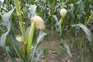 agricole champ de blé avec Jeune maïs épis croissance sur le ferme photo